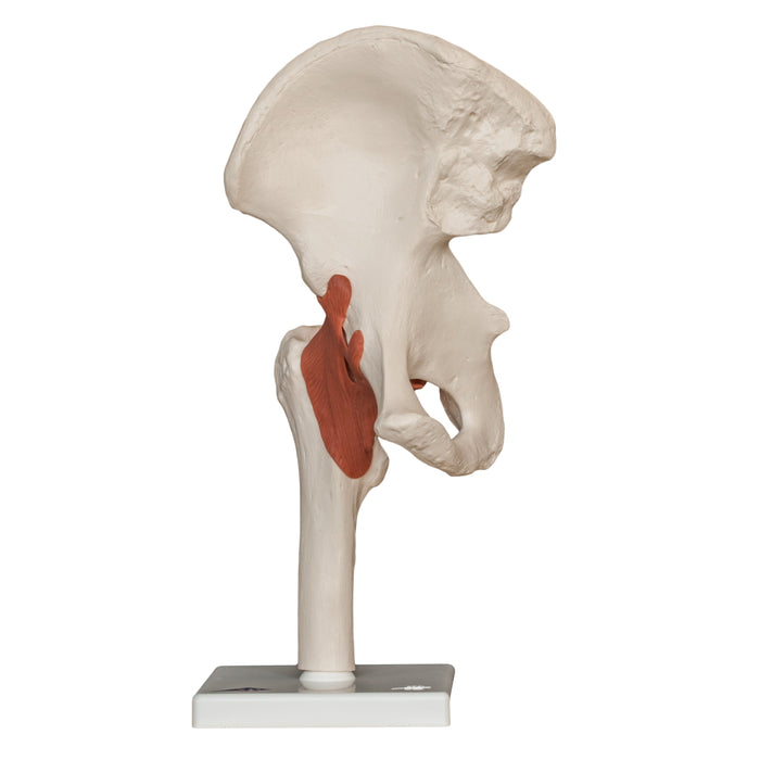 Replica Human Hip Joint