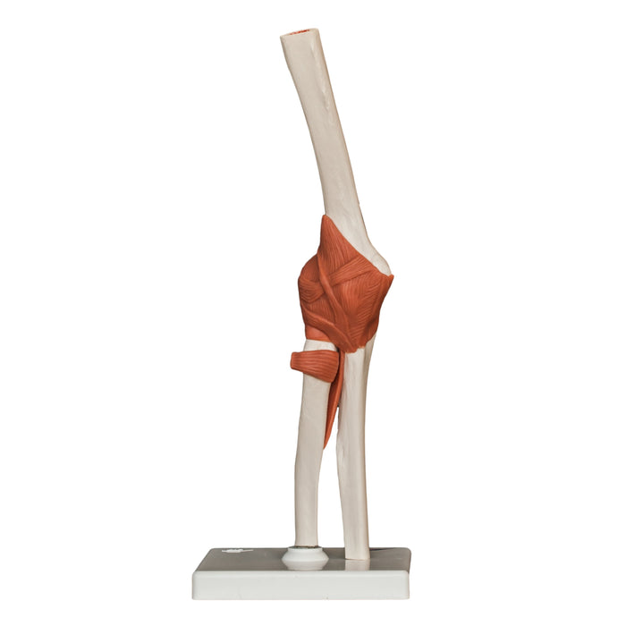 Replica Human Elbow Joint