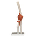 Replica Human Elbow Joint