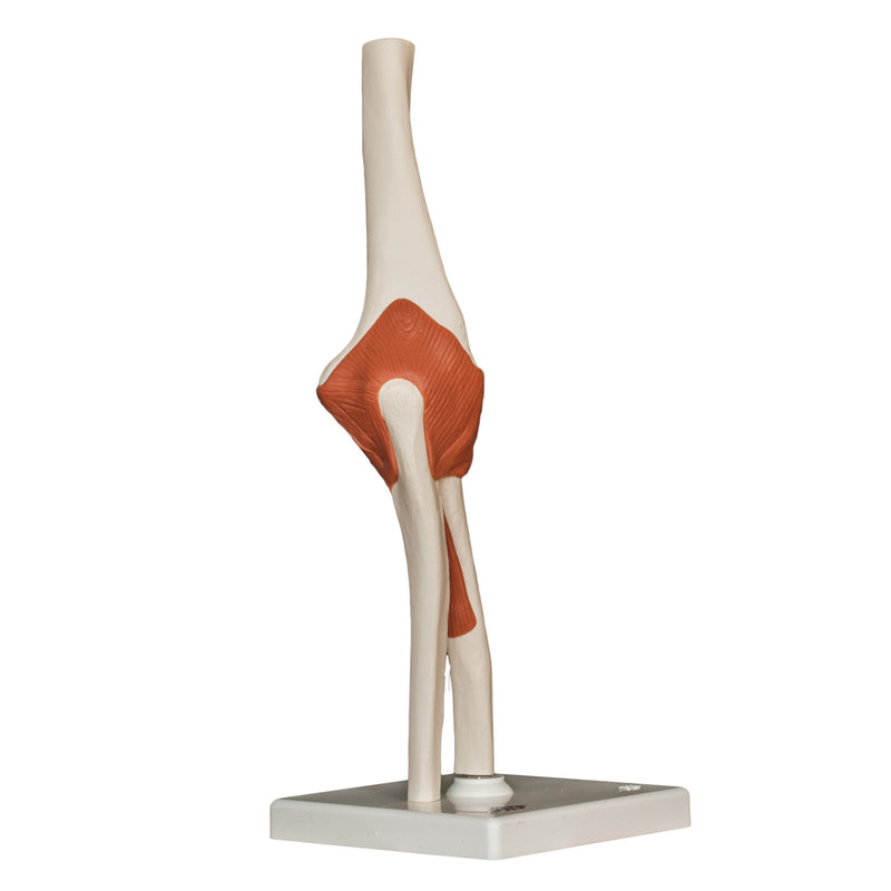 Replica Human Elbow Joint