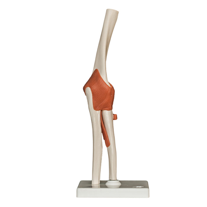 Replica Human Elbow Joint
