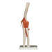 Replica Human Elbow Joint