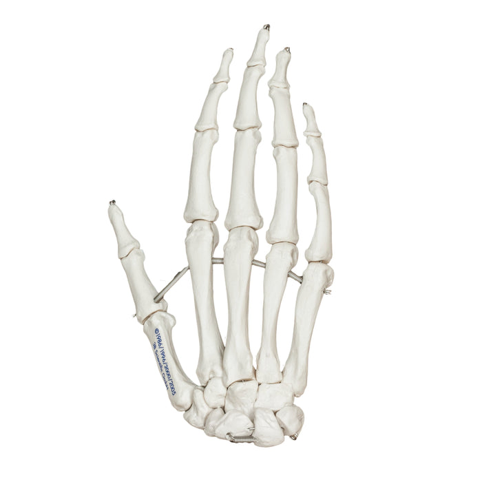 Replica Human Hand Articulated