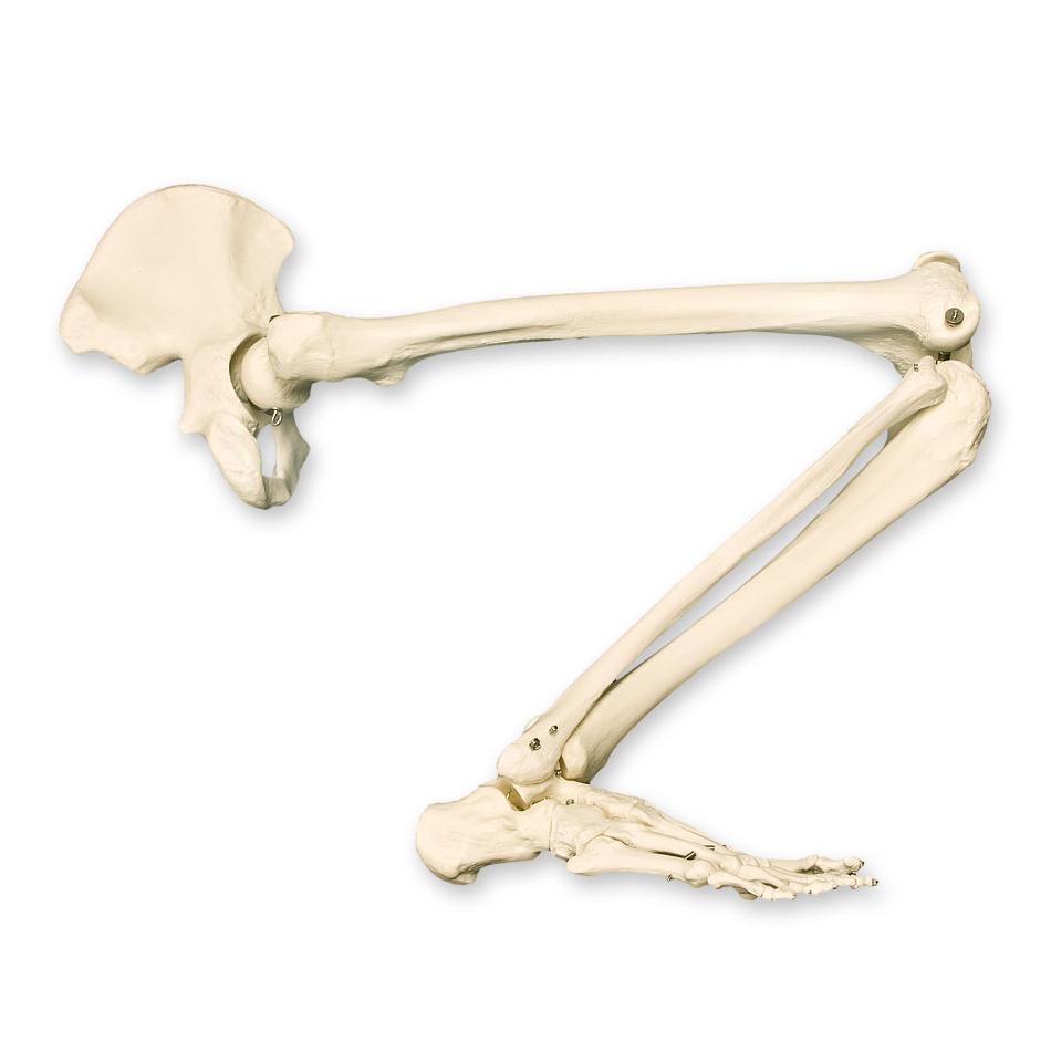 Replica Human Complete Leg For Sale — Skulls Unlimited International, Inc.