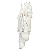 Replica Human Articulated Foot