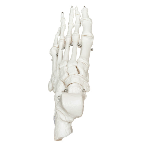 Replica Human Articulated Foot