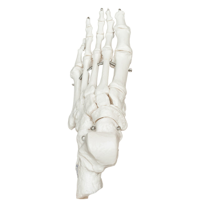 Replica Human Articulated Foot