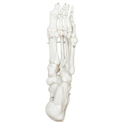 Replica Human Articulated Foot
