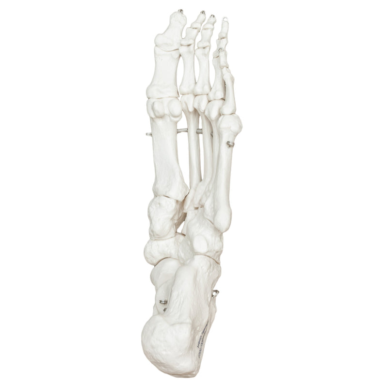 Replica Human Articulated Foot