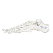 Replica Human Articulated Foot
