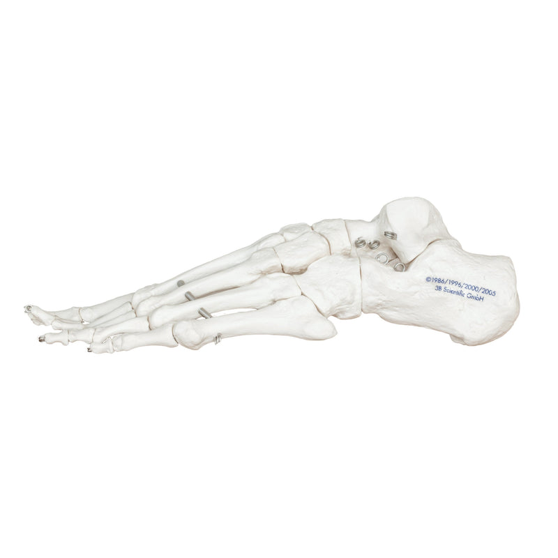 Replica Human Articulated Foot