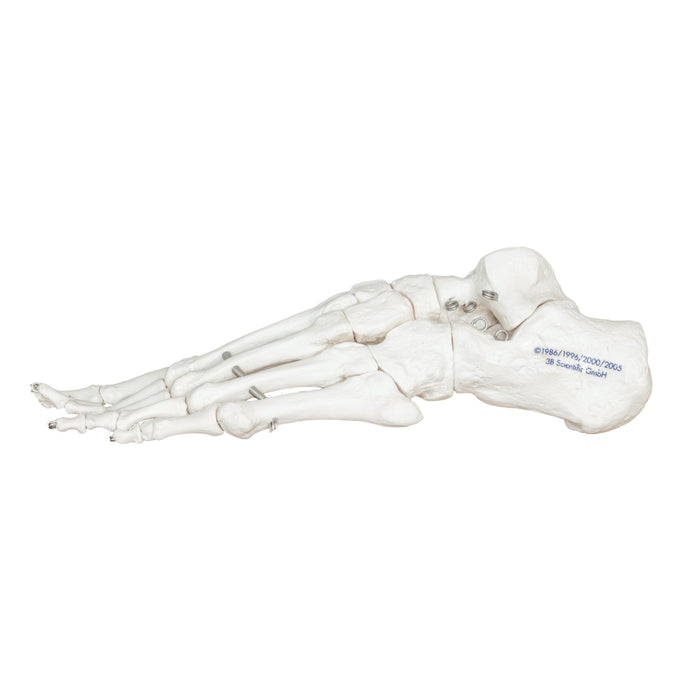 Replica Human Articulated Foot
