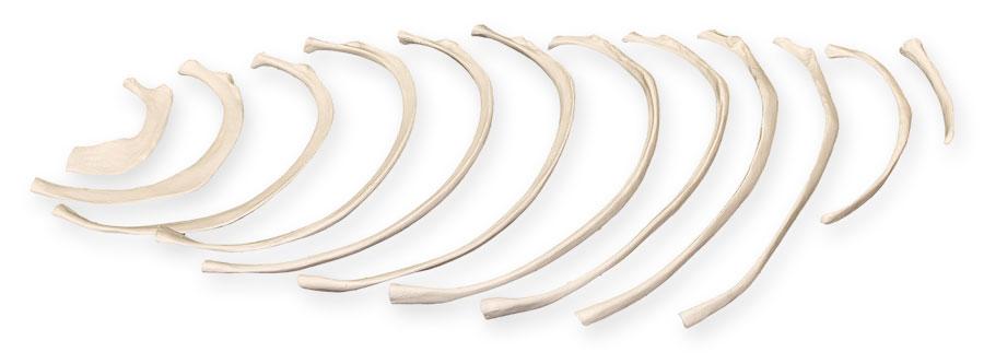 Replica Human Set of 12 Ribs For Sale — Skulls Unlimited International ...