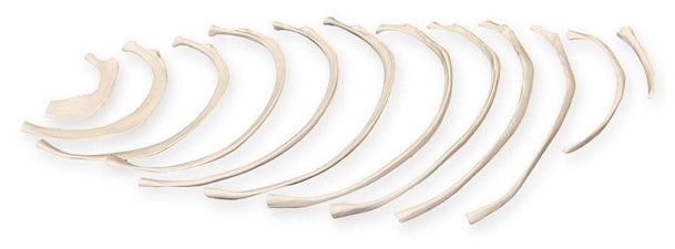 Replica Human Set of 12 Ribs For Sale — Skulls Unlimited International ...