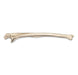 Replica Human Ulna
