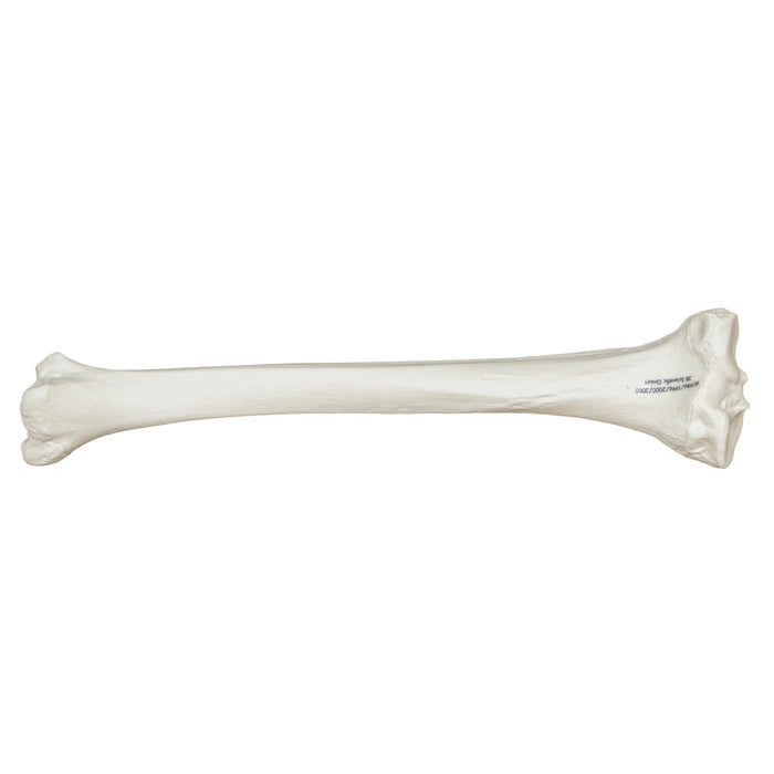 Replica Human Tibia