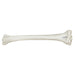 Replica Human Tibia