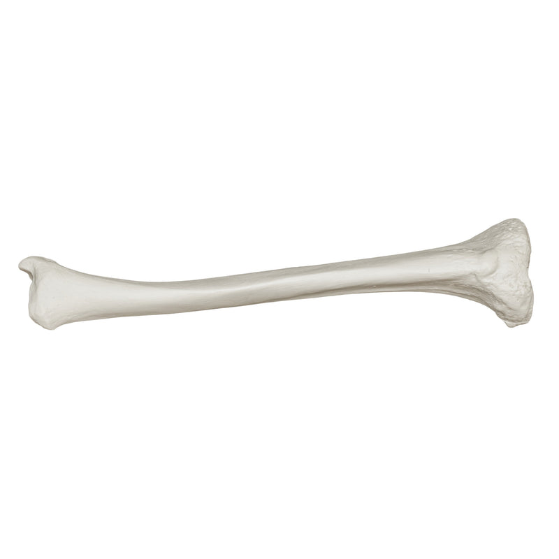 Replica Human Tibia