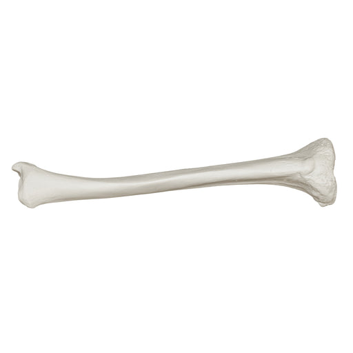 Real Human Tibia Human Leg Set