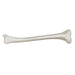 Replica Human Tibia
