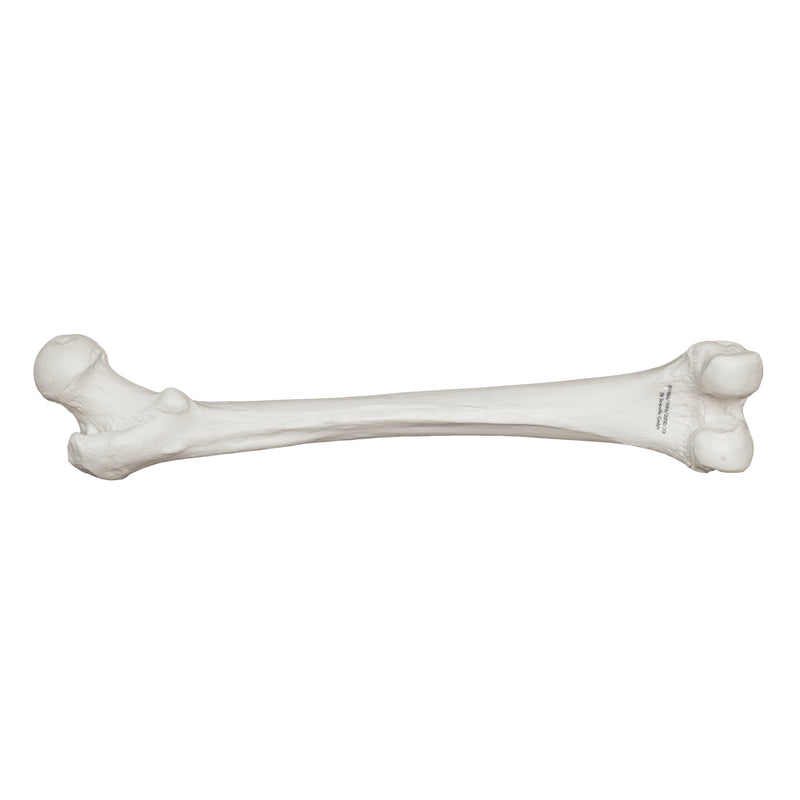 Replica Human Femur