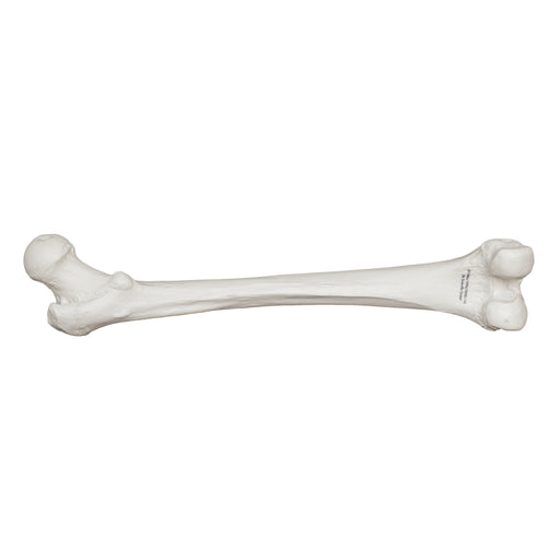 Replica Human Femur