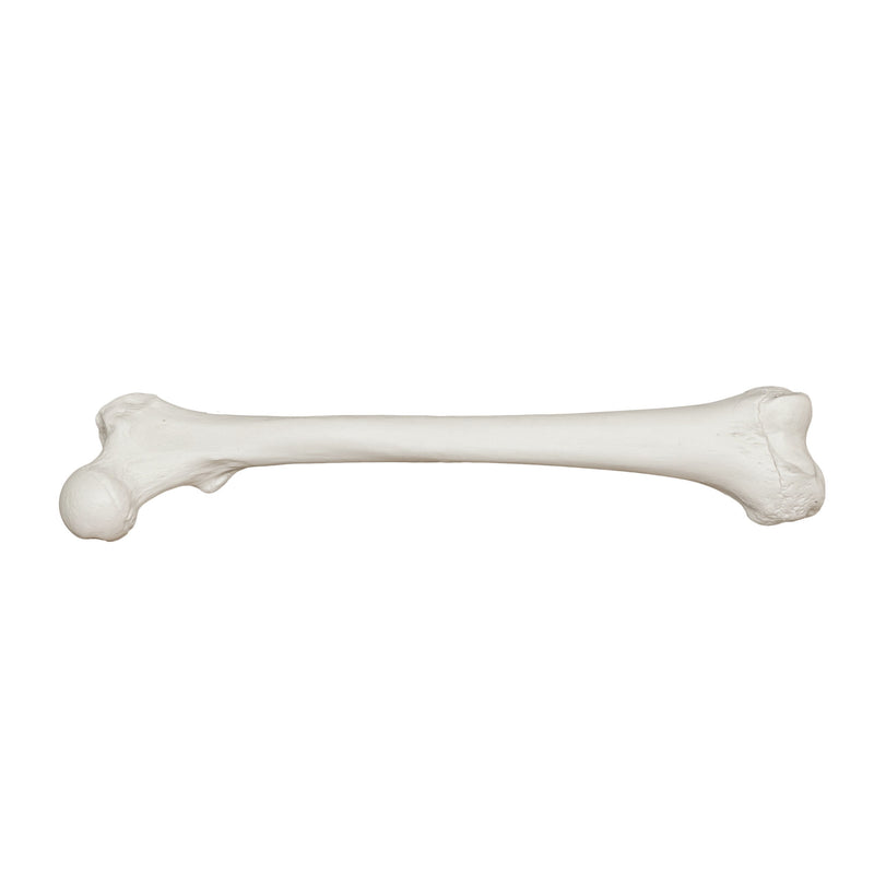 Replica Human Femur