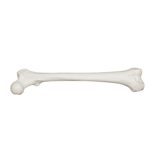 Replica Human Femur