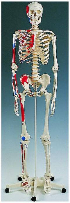 Replica Human Muscle Skeleton with Origins and Insertions on Stand