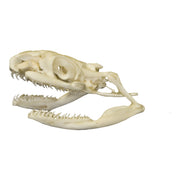 Real Non-venomous Snake Skull