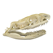 Real Non-venomous Snake Skull