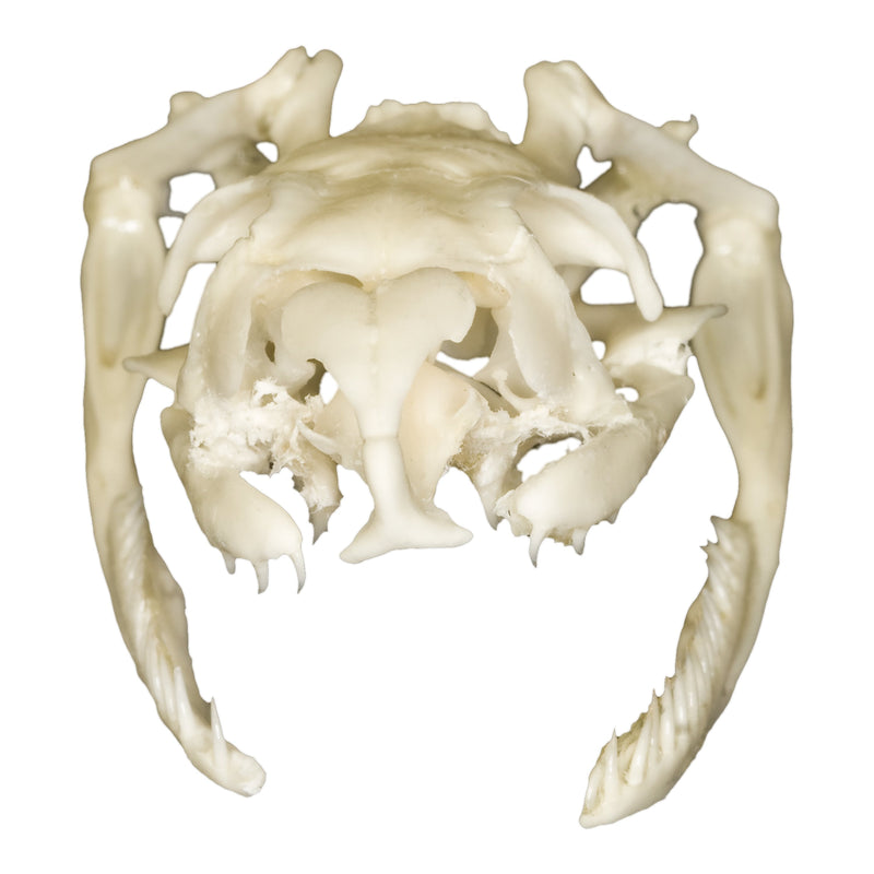 Real Non-venomous Snake Skull