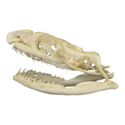 Real Non-venomous Snake Skull