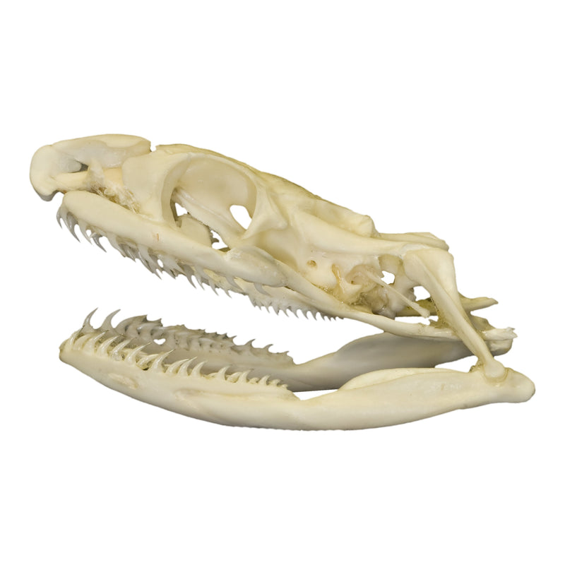Real Non-venomous Snake Skull
