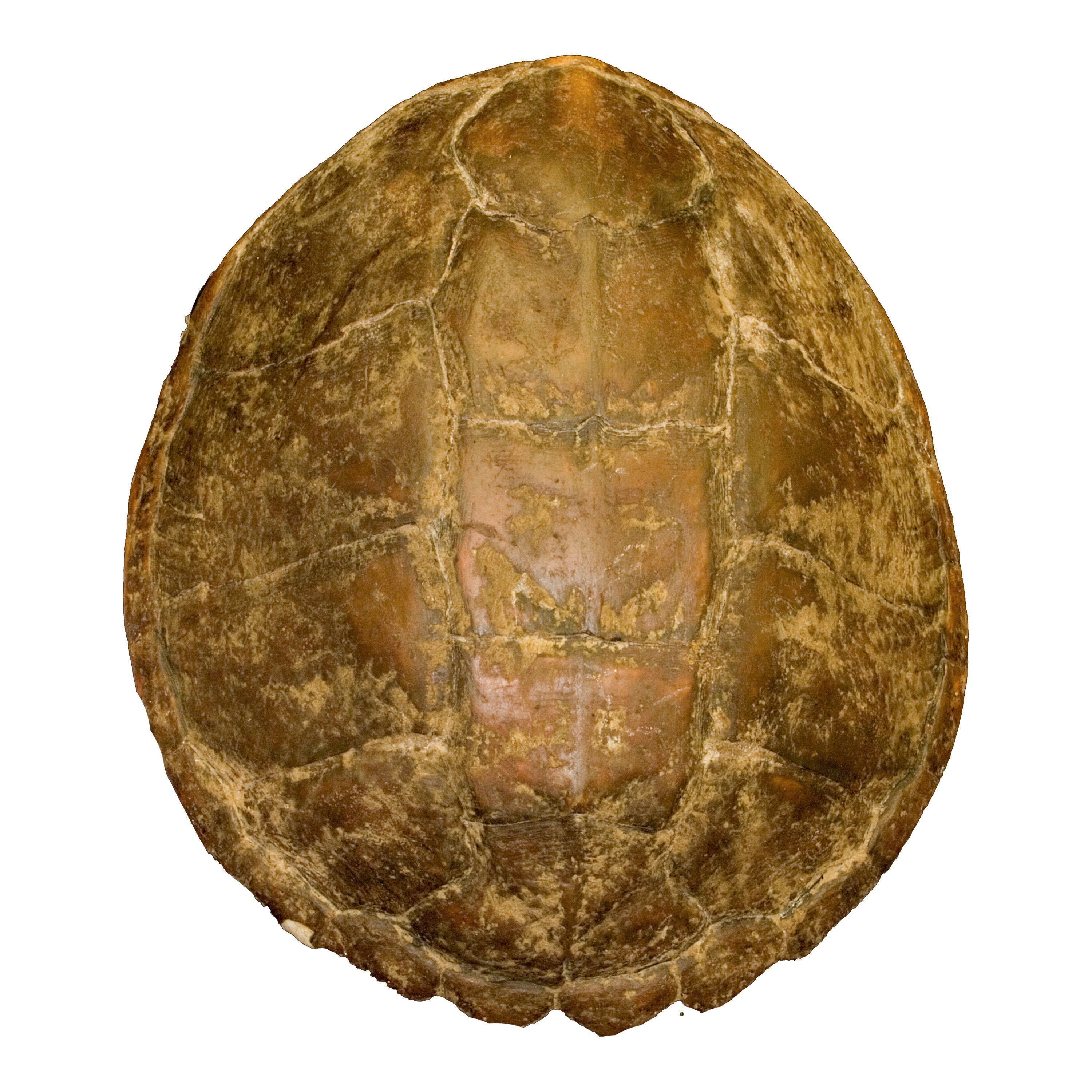 Turtle Shell