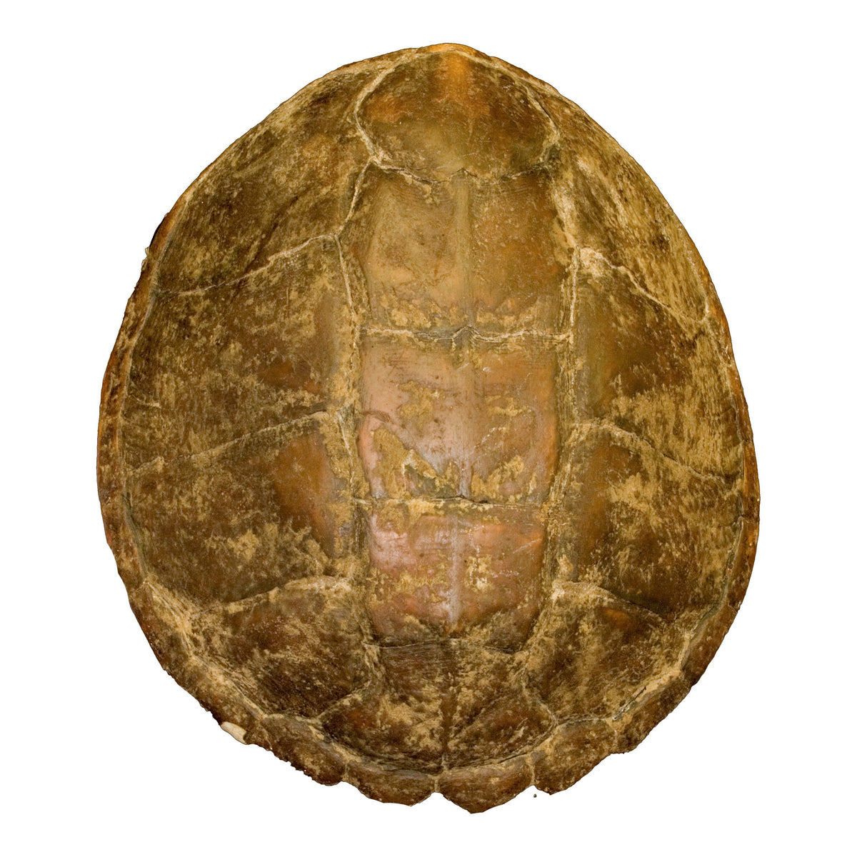 Real Snapping Turtle Shell — Skulls Unlimited International, Inc.