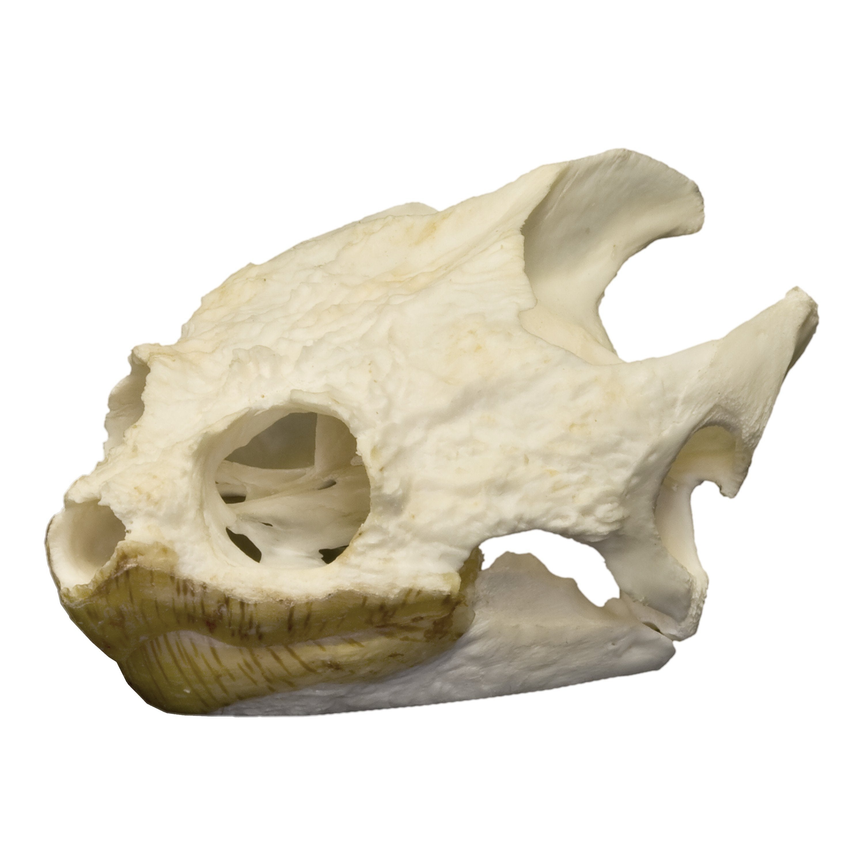 Real Snapping Turtle Skull For Sale — Skulls Unlimited