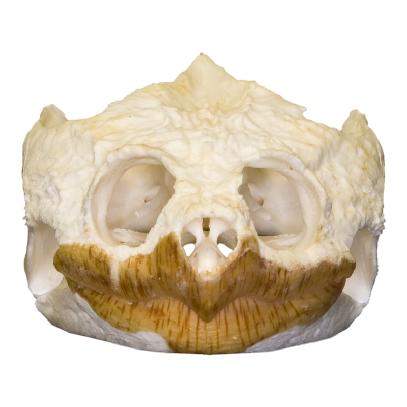 Real Snapping Turtle Skull