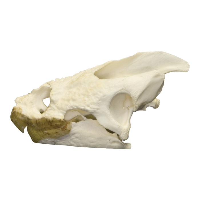 Real Snapping Turtle Skull