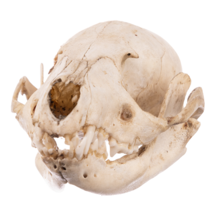 Real Asian Palm Civet Skull - Adolescent