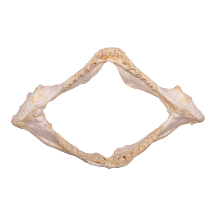Real Clouded Angelshark Jaw