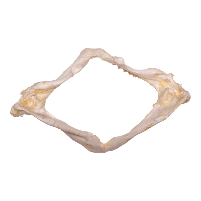 Real Clouded Angelshark Jaw (8")