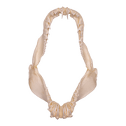 Real Crocodile Shark Jaw (3.4")
