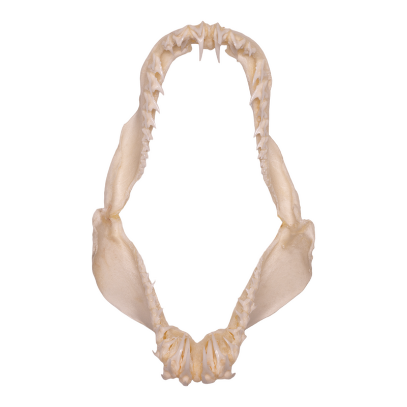 Real Crocodile Shark Jaw (3.4")