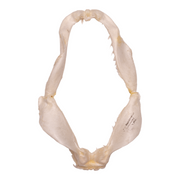 Real Crocodile Shark Jaw (3.4")