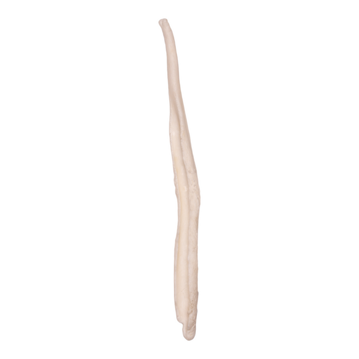 Real Gray Wolf Baculum