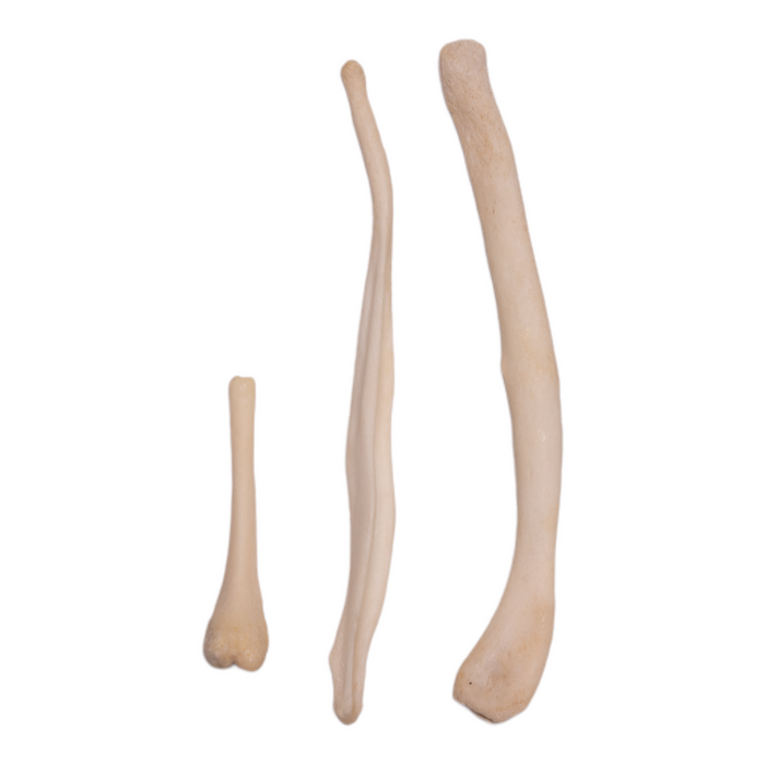 Real Baculum Set - Comparative