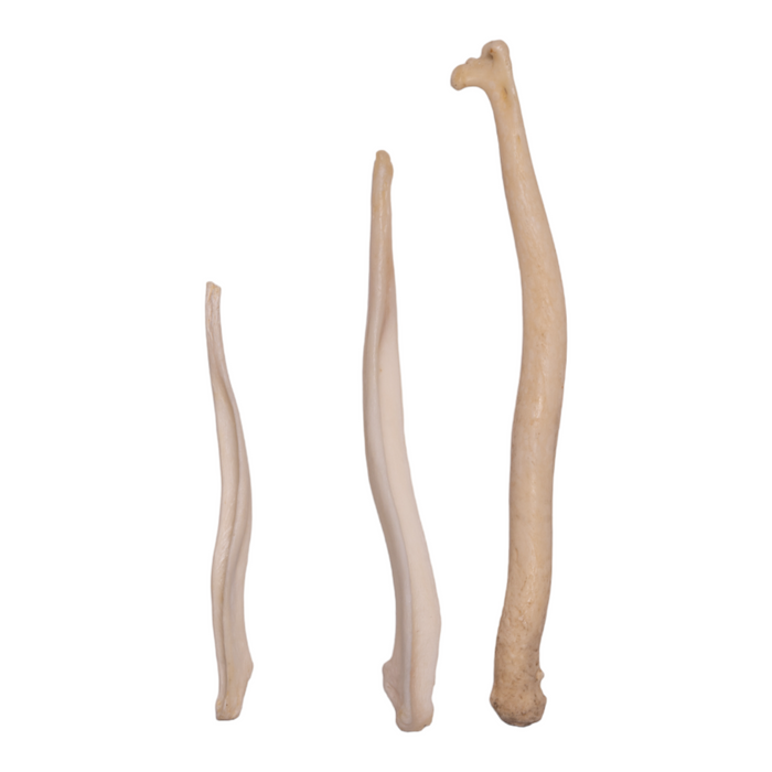 Real Baculum Set - Comparative
