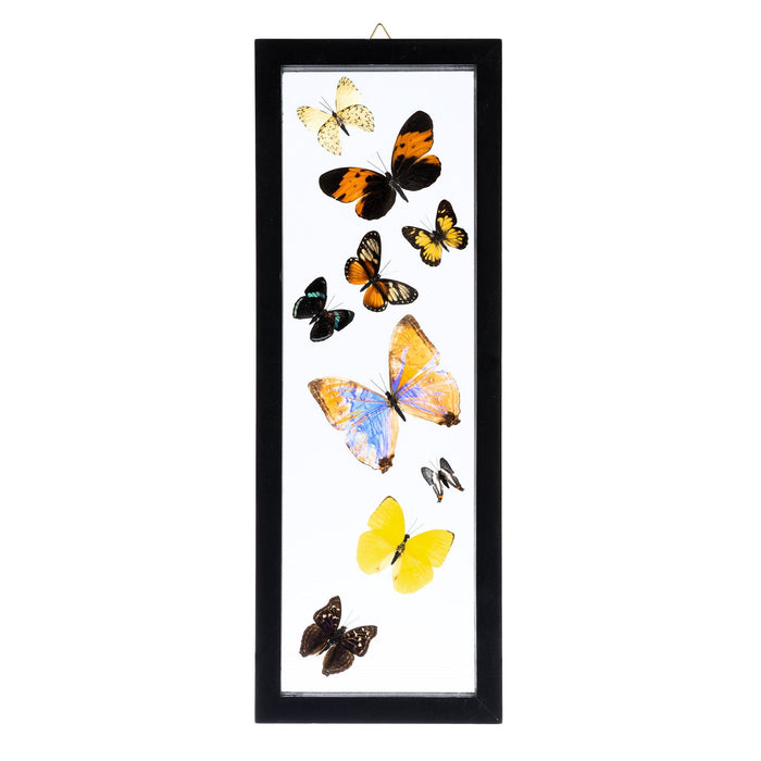 Real Butterflies in Black Frame - Set of 9