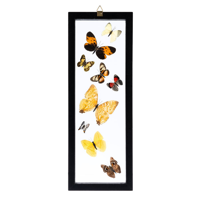 Real Butterflies in Black Frame - Set of 9